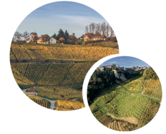 BALADE DANS  les vignes, LE JURA