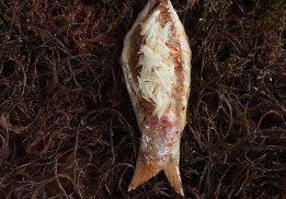 ROUGET EN ÉCAILLES FARCI AUX DEUX FOIES, ROUGET ET COCHON, COULIS DE POIVRON ROUGE, SOUPE DE POISSON ET HUILE D’AIL DES OURS