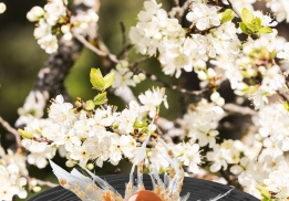 FLEUR D’AMANDES