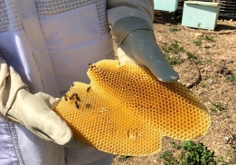 LA MAISON ARIBERT MILITE POUR LES ABEILLES