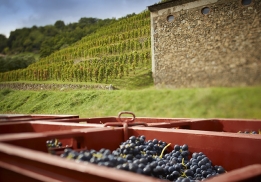 Vendanges 2015