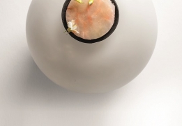 Céleri-rave mijoté, roquette sauvage, langoustine