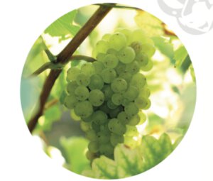 Balade dans les Vignes Cap au Sud Où Nous Allons Explorer les Vignobles de la Vallée du Rhône
