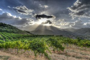 Balade dans les Vignes : la Corse