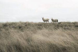 L&rsquo;Agneau