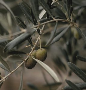 L&rsquo;Olive
